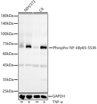 Phospho-NF-kB p65/RelA-S536 Rabbit mAb