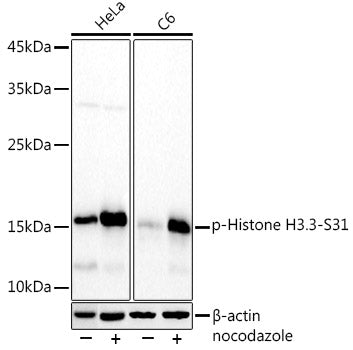 Phospho-Histone H3.3-S31 Rabbit mAb