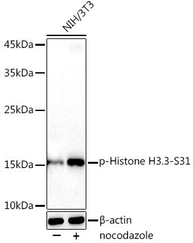 Phospho-Histone H3.3-S31 Rabbit mAb