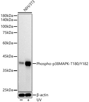 Phospho-p38 MAPK-T180/Y182 Rabbit mAb