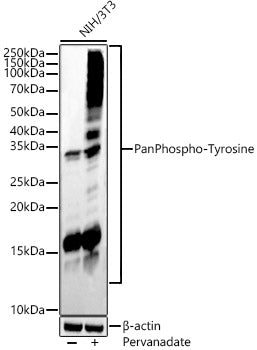 Pan Phospho-Tyrosine Rabbit mAb