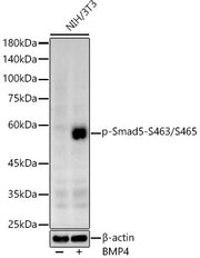 Phospho-Smad5-S463/S465 Rabbit pAb