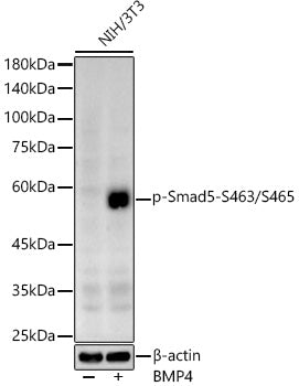 Phospho-Smad5-S463/S465 Rabbit pAb