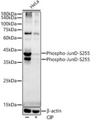 Phospho-JunD-S255 Rabbit mAb