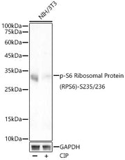 Phospho-S6 Ribosomal Protein (RPS6)-S235/236 Rabbit mAb