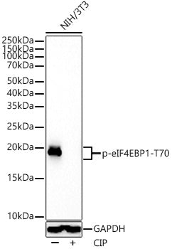 Phospho-eIF4EBP1-T70 Rabbit mAb