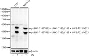 Phospho-JNK1-T183/Y185 + JNK2-T183/Y185 + JNK3-T221/Y223 Rabbit mAb