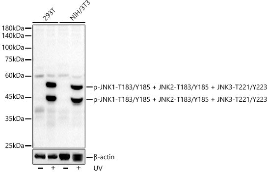 Phospho-JNK1-T183/Y185 + JNK2-T183/Y185 + JNK3-T221/Y223 Rabbit mAb