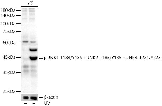 Phospho-JNK1-T183/Y185 + JNK2-T183/Y185 + JNK3-T221/Y223 Rabbit mAb