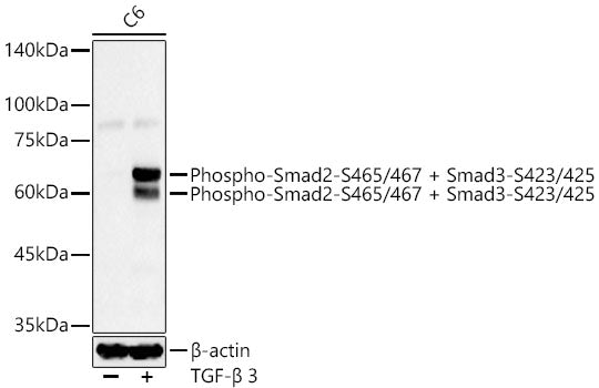 Phospho-Smad2-S465/S467 + Smad3-S423/S425 Rabbit mAb