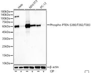 Phospho-PTEN-S380/T382/T383 Rabbit mAb