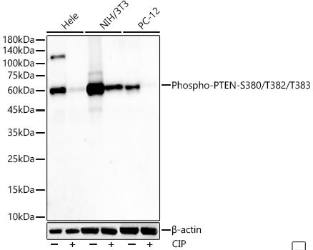 Phospho-PTEN-S380/T382/T383 Rabbit mAb