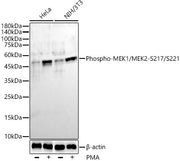 Phospho-MEK1/MEK2-S217/S221 Rabbit mAb