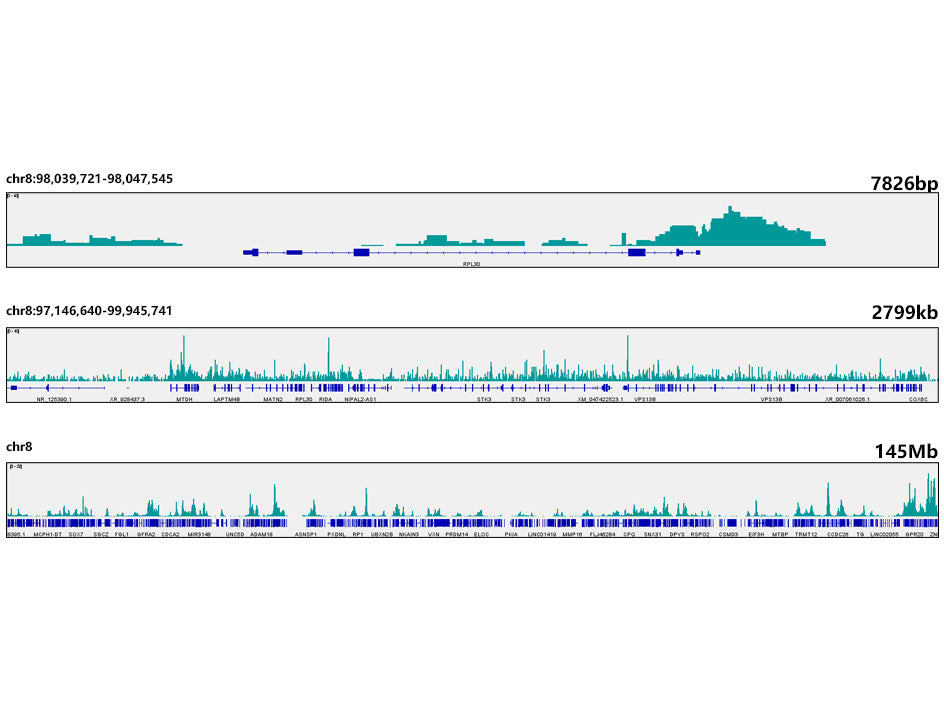 Phospho-Rpb1 CTD-S2/S5 Rabbit mAb