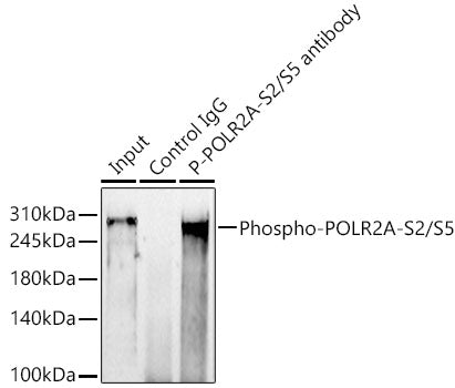 Phospho-Rpb1 CTD-S2/S5 Rabbit mAb