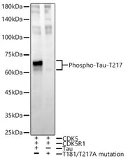 Phospho-Tau-T217 Rabbit mAb