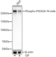 Phospho-Rpb1 CTD-T4 Rabbit mAb