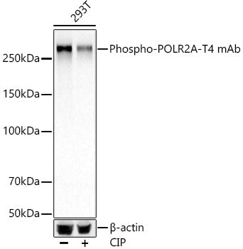Phospho-Rpb1 CTD-T4 Rabbit mAb