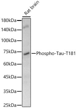 Phospho-Tau-T181 Rabbit mAb