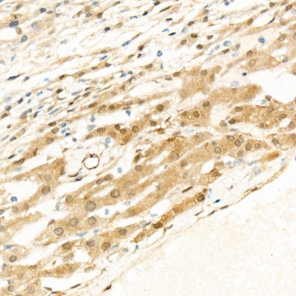 phospho-YAP1-S127 Rabbit mAb