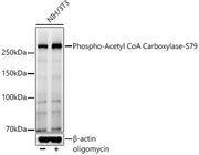 Phospho-Acetyl CoA Carboxylase-S79 Rabbit pAb