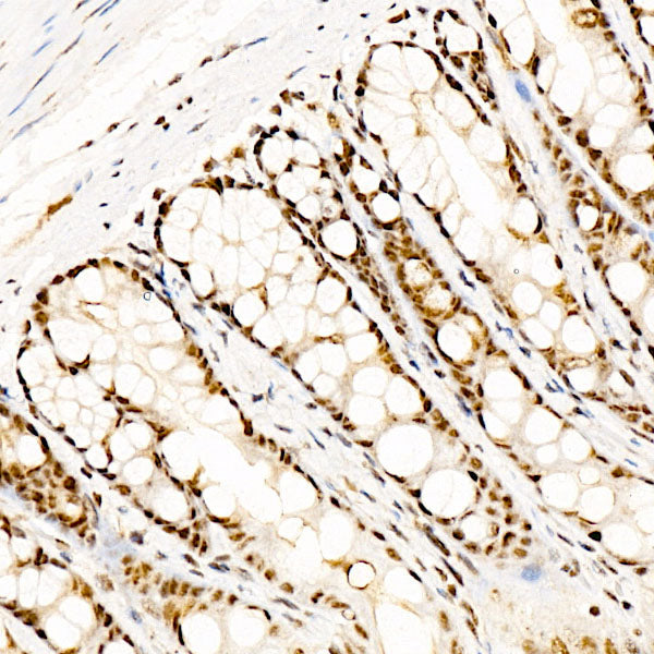 Phospho-CREB1-S133 Rabbit mAb