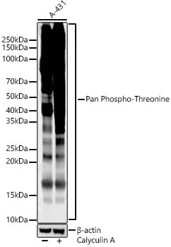 Pan Phospho-Threonine Rabbit mAb