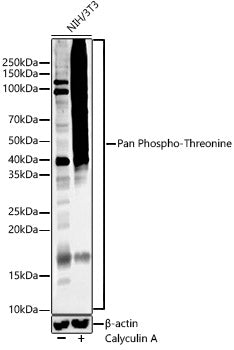 Pan Phospho-Threonine Rabbit mAb