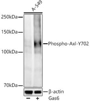 Phospho-Axl-Y702 Rabbit mAb