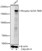 Phospho-GCN2-T899 Rabbit pAb