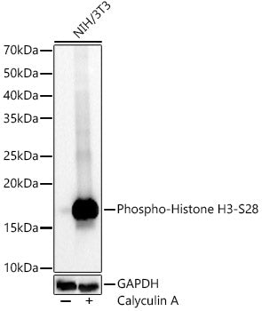 Phospho-Histone H3-S28 Rabbit mAb