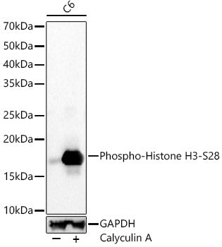 Phospho-Histone H3-S28 Rabbit mAb