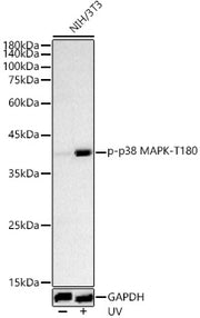 Phospho-p38 MAPK-T180 Rabbit pAb