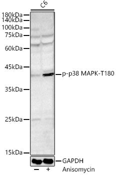Phospho-p38 MAPK-T180 Rabbit pAb
