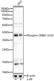 Phospho-CREB1-S129 Rabbit pAb
