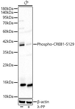 Phospho-CREB1-S129 Rabbit pAb