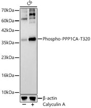 Phospho-PPP1CA-T320 Rabbit mAb