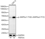 Phospho-AMPKα1-T183+AMPKα2-T172 Rabbit mAb