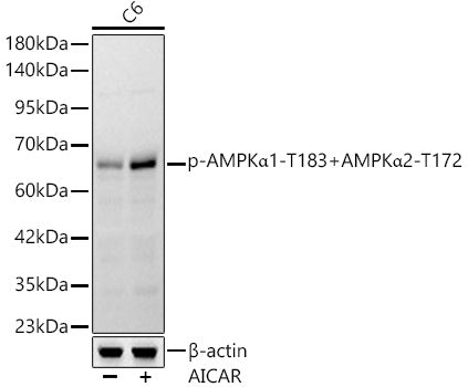 Phospho-AMPKα1-T183+AMPKα2-T172 Rabbit mAb