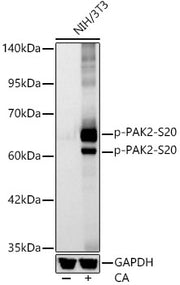 Phospho-PAK2-S20 Rabbit mAb