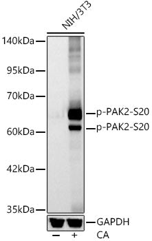 Phospho-PAK2-S20 Rabbit mAb