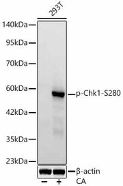 Phospho-Chk1-S280 Rabbit mAb