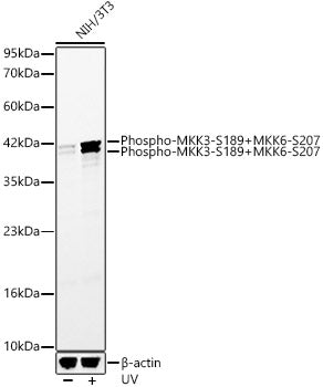 Phospho-MKK3-S189+MKK6-S207 Rabbit mAb