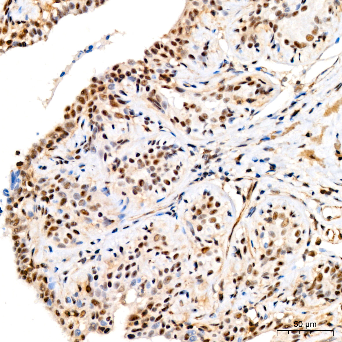 Phospho-MKK3-S189+MKK6-S207 Rabbit mAb
