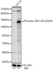 Phospho-IRS1-S612/S636 Rabbit mAb