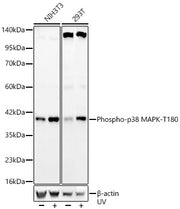 Phospho-p38 MAPK-T180 Rabbit mAb