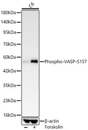 Phospho-VASP-S157 Rabbit mAb