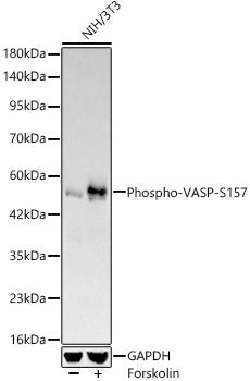Phospho-VASP-S157 Rabbit mAb