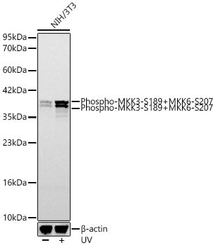 Phospho-MKK3-S189+MKK6-S207 Rabbit mAb