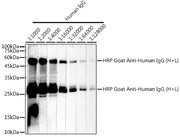 HRP-conjugated Goat anti-Human IgG (H+L)